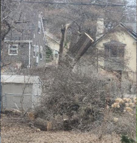 Tree debris organization and removal in action