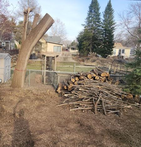 Tree debris organization and removal